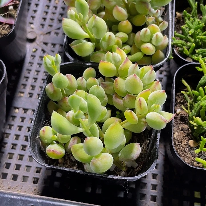 6.5方打磨带盆土发