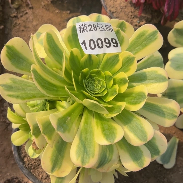 10099金丝多肉植物