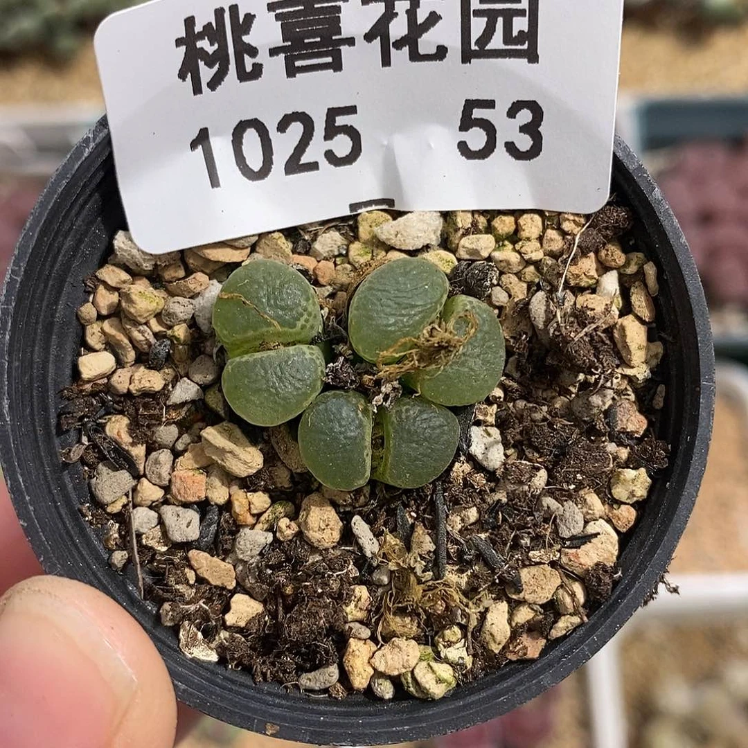 1025-53-开播福利风铃。