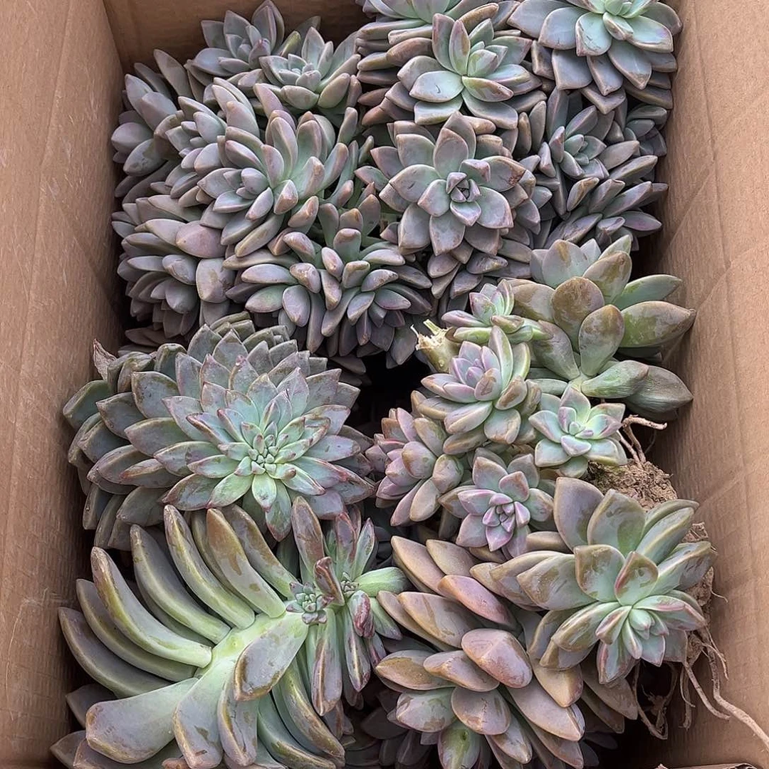 我***多41号淡雪断枝断头不售后