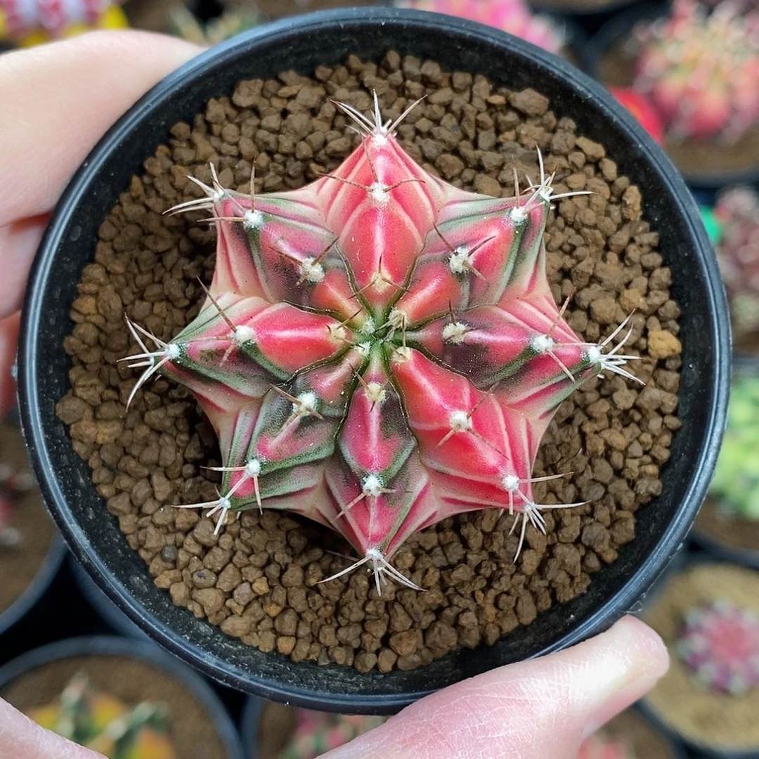 米哈仙人球彩虹之梦侧芽004