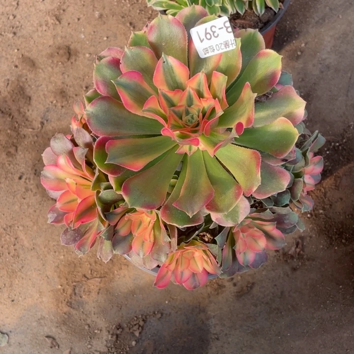 391香妃多肉11344678多肉