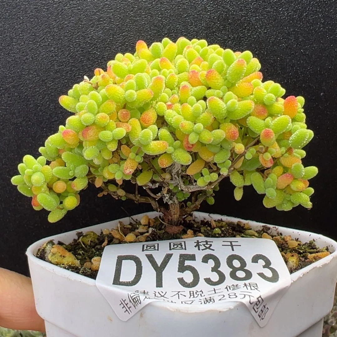 开播炸dy5383小树型蜜橘糖球冠幅6cm