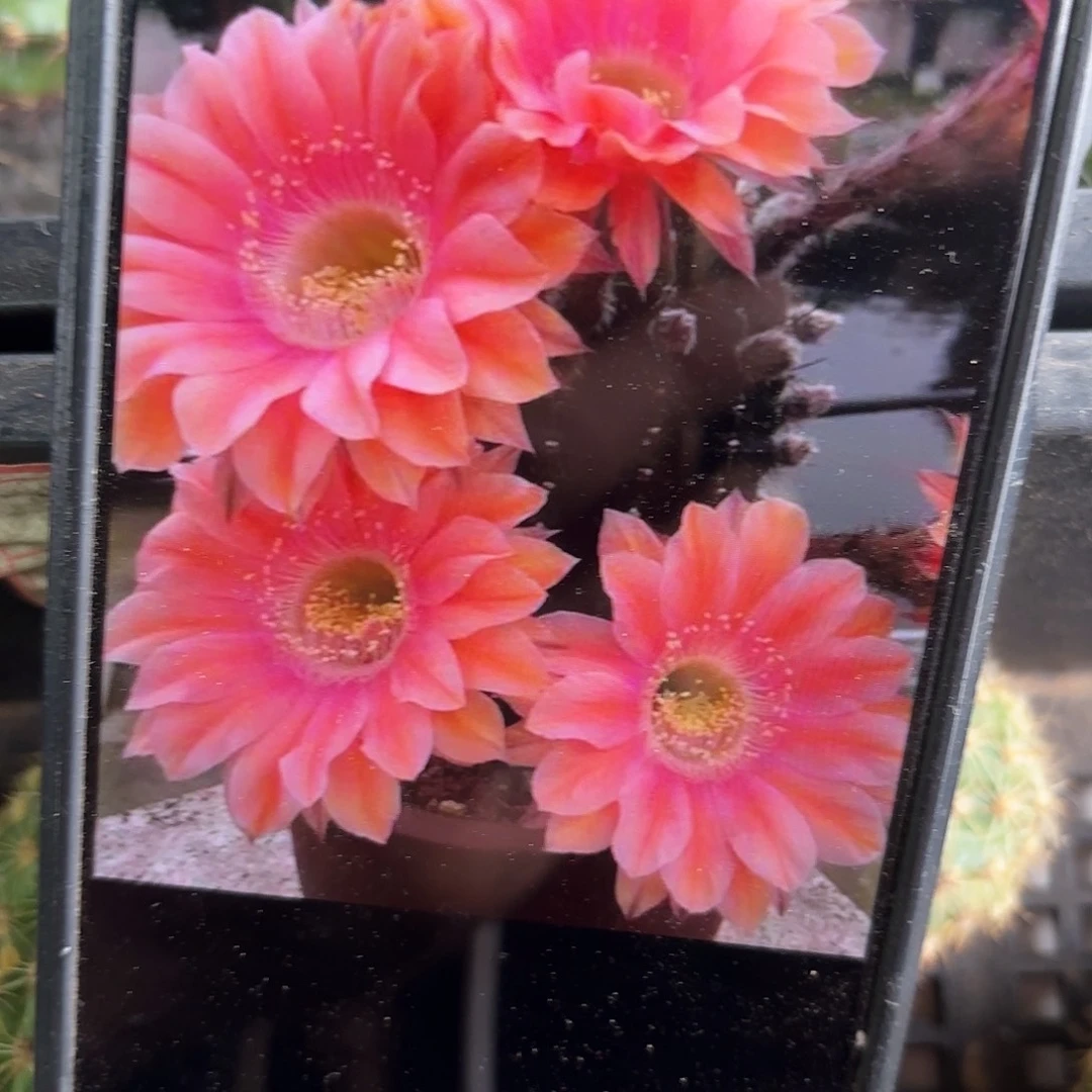 遐想彩侧牙20包邮仙人球46