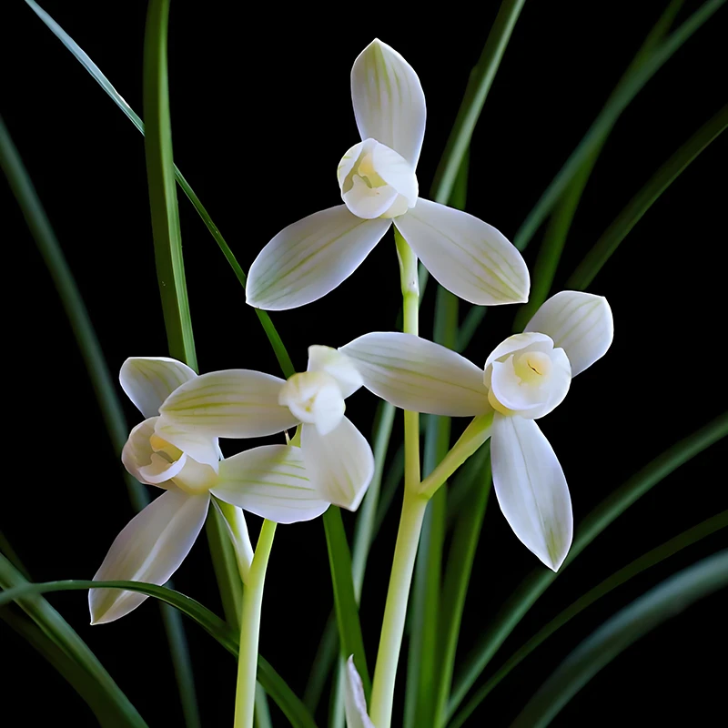 紫薇基地兰花直播莲瓣兰【永怀素】冬带花苞名贵兰草批发花卉盆栽