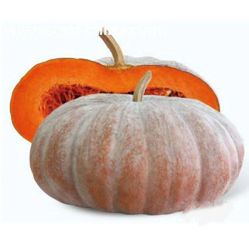 大磨盘南瓜苗子，新疆包邮焉耆大棚直发苗子