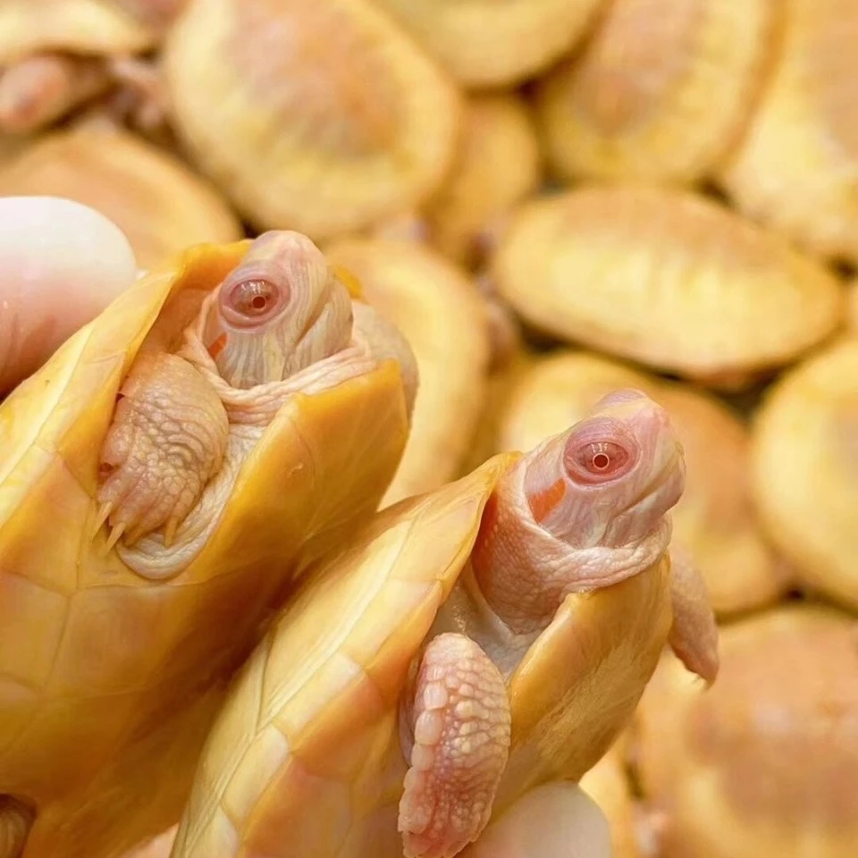 龟韵访直播选龟链接变异巴西