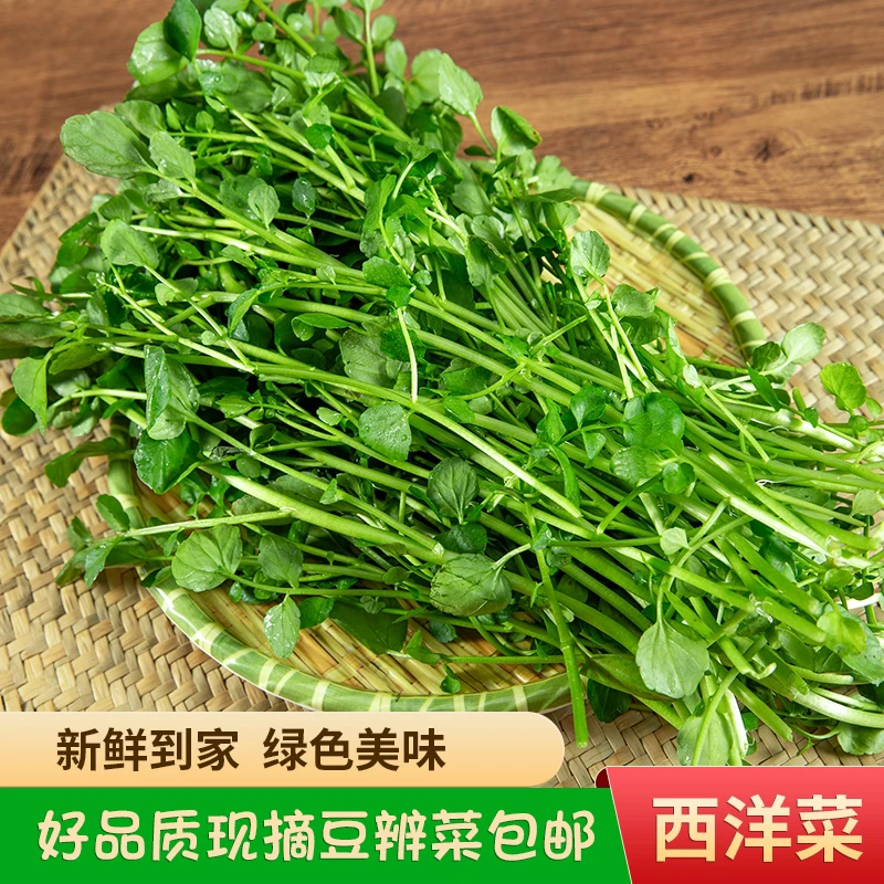 广西农家新鲜采摘西洋菜应季绿色美味蔬菜下汤火锅青菜豆辨菜包邮