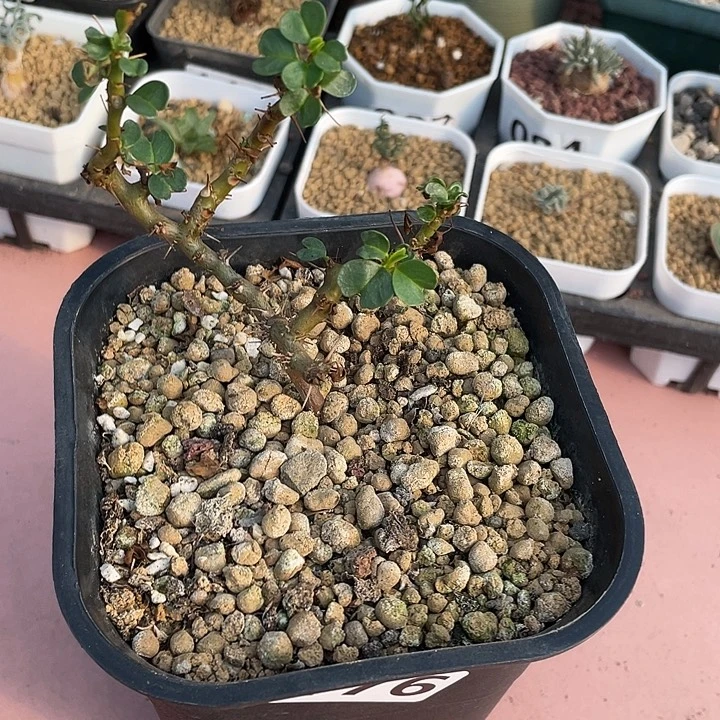 176产地格斯龙骨属，鱼骨城