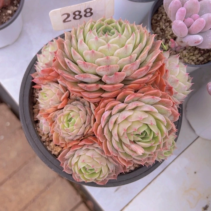 健健康康平平安安