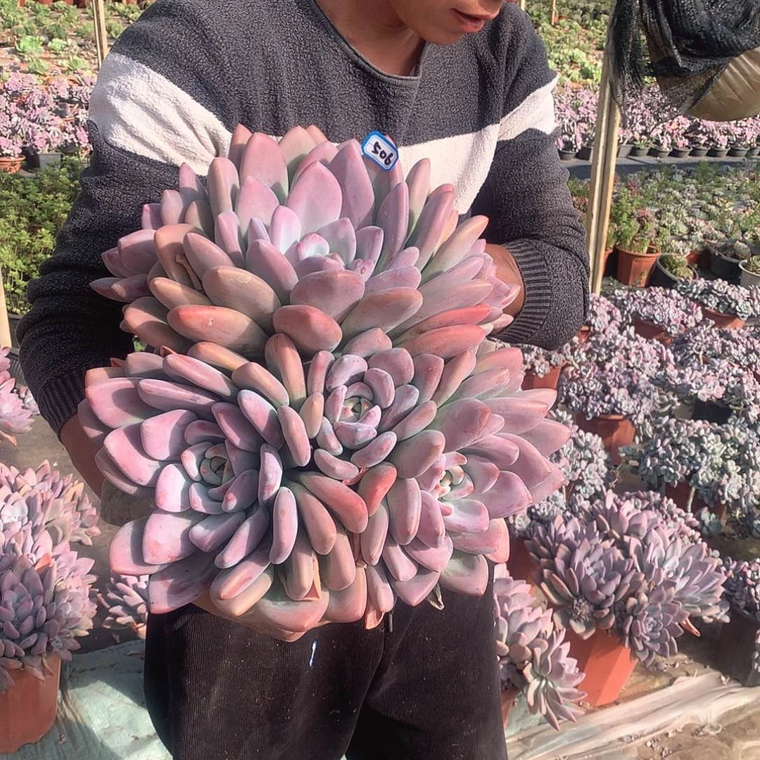 506 奥普 一物一拍多肉