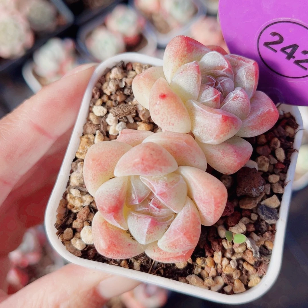 242号小老桩冰玉双头