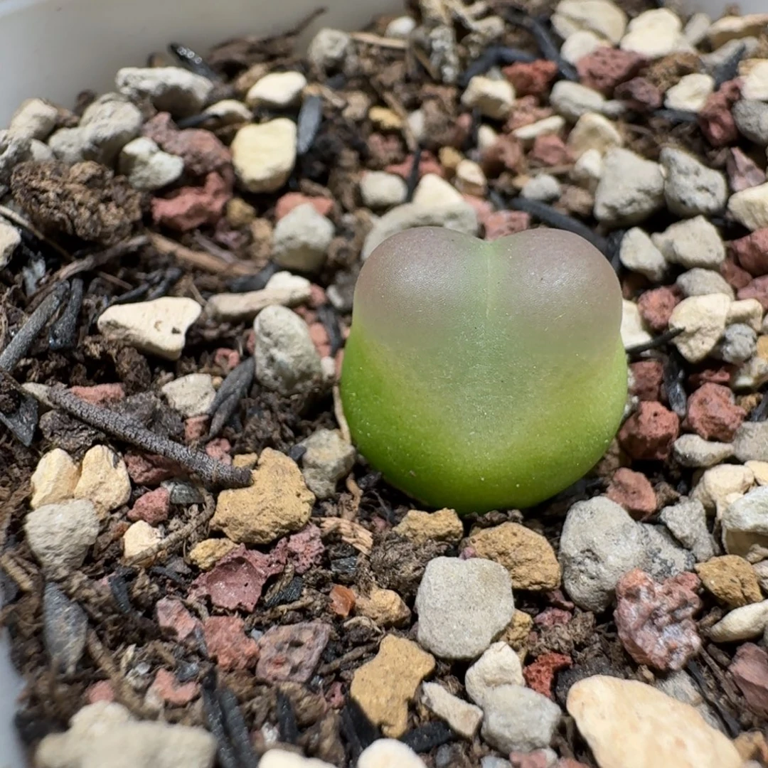 蘑菇1023拉登多肉植物