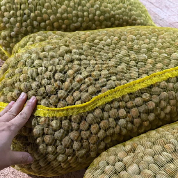 东北鲜榛子大号的发2斤