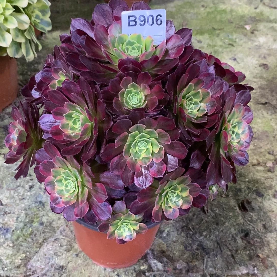 安娜多肉植物906