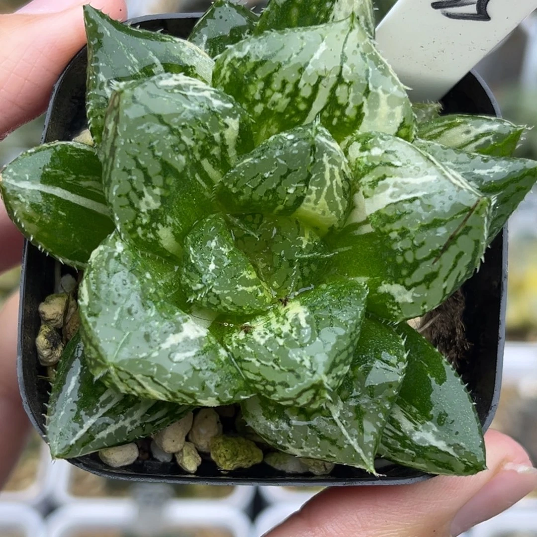 25巨大丸叶宝莲灯玉露锦福利专场