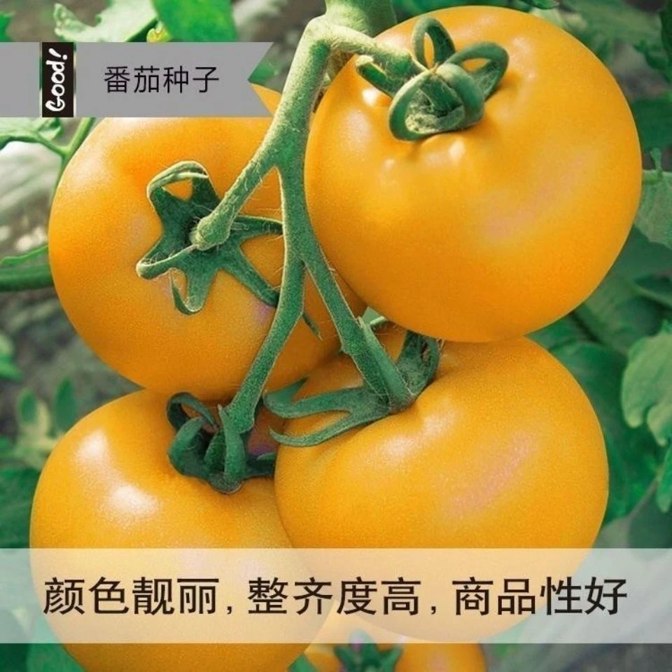 黄贵妃番茄种子东北大黄柿子种籽黄色西红柿种孑大果春季蔬菜籽种