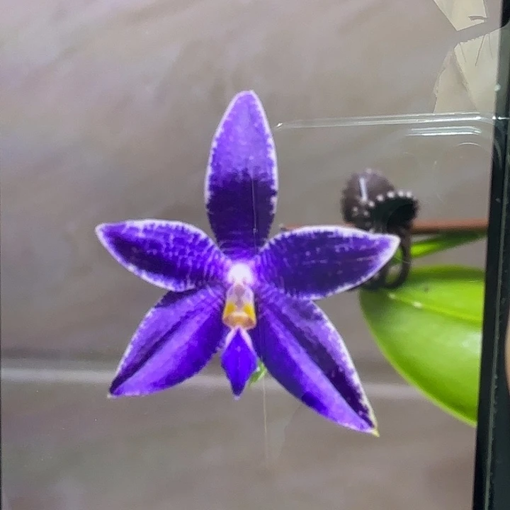 当前无花栽培后可以开花蓝路帝实生