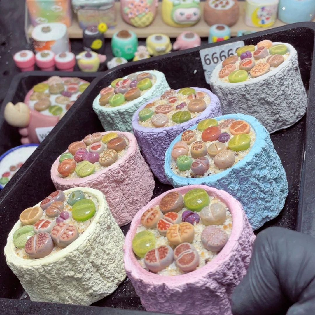 w66666-树桩速干，一份2盆量拍