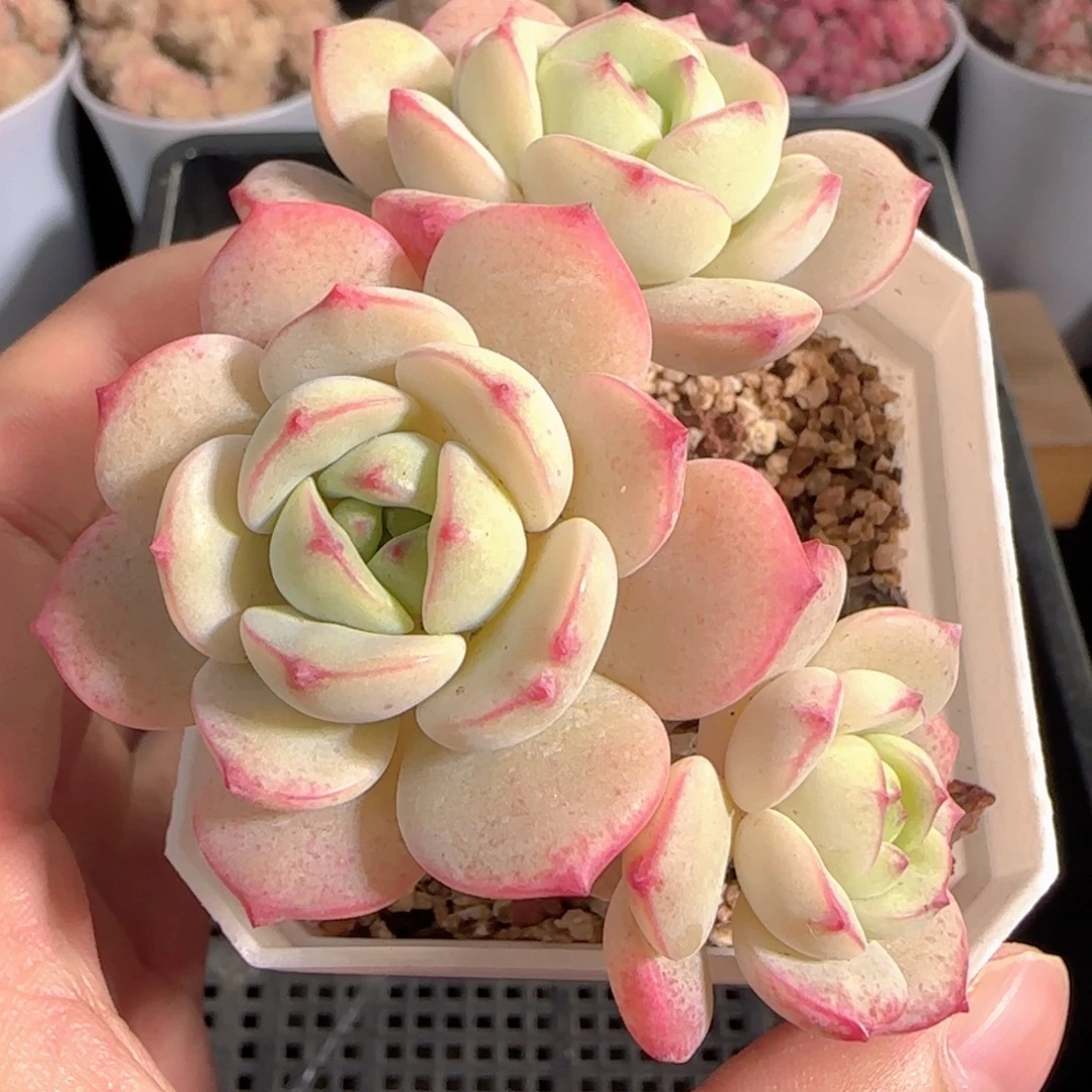 多肉1229-97香草小老桩