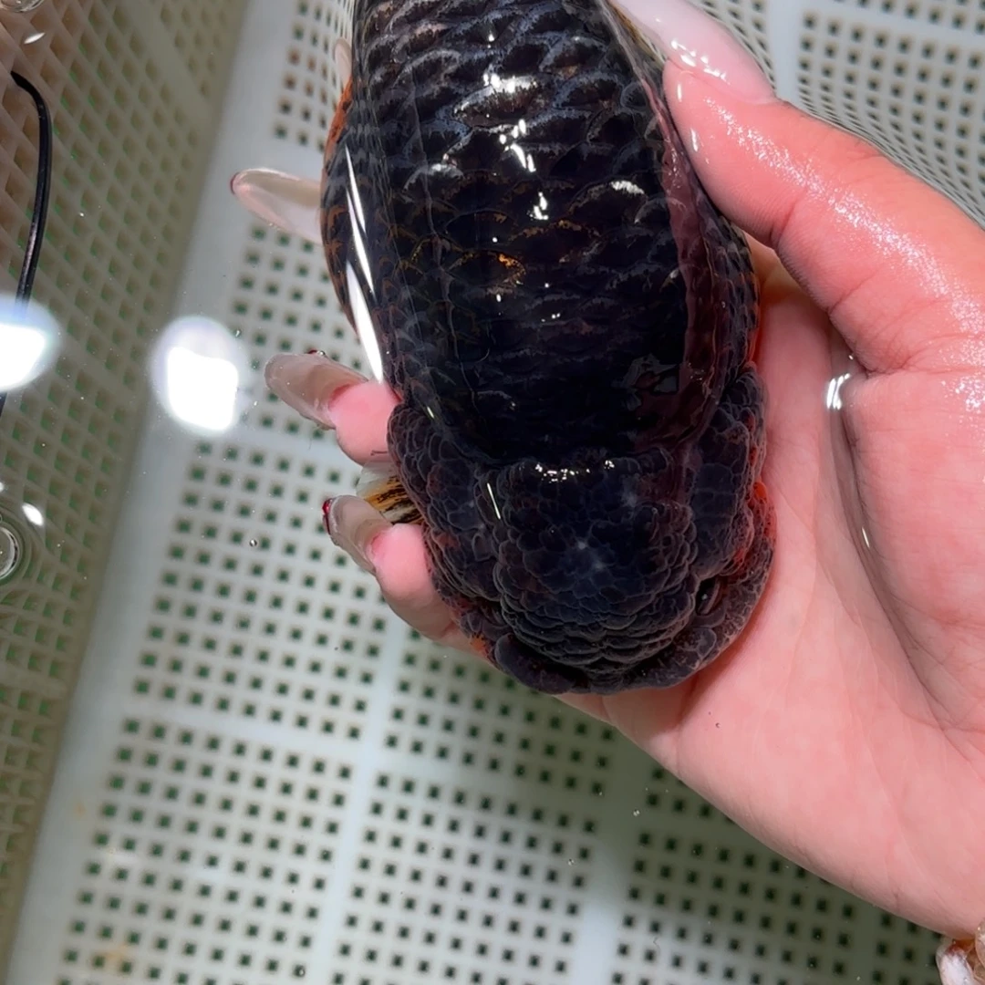 烦***宝金鱼拍包装包邮不拍包装运费到付