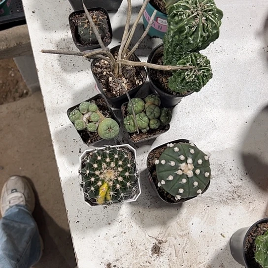 阳*玉实生球9颗56778888