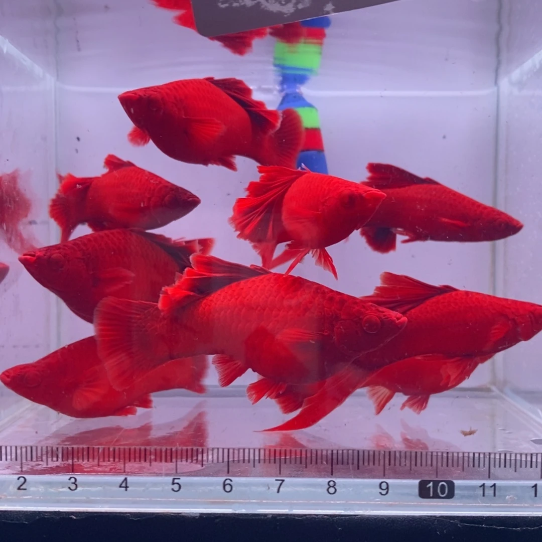 闲***寞海水鱼清缸瑕疵成鱼10条