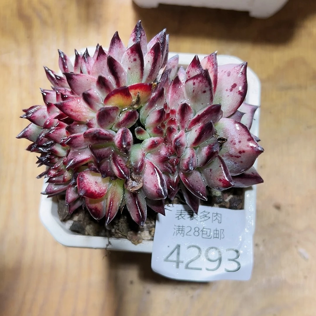 9号我们的确是4293