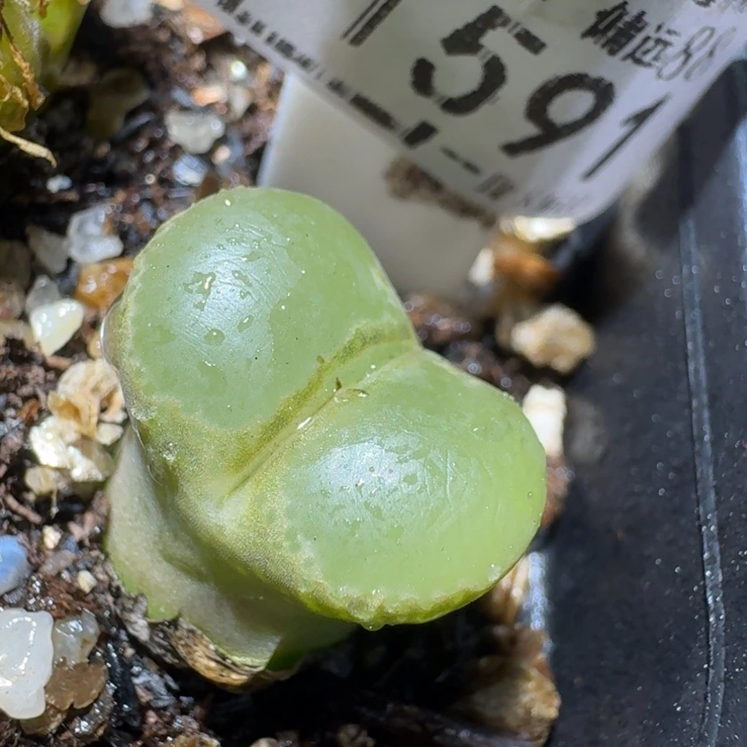 z小黄车里捡漏啦1591