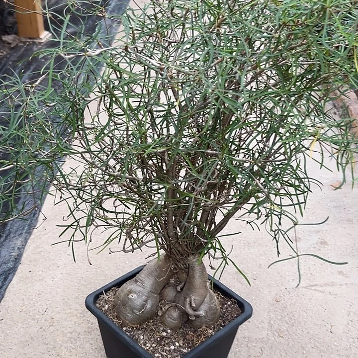 柳叶麒麟，老桩，金皮色