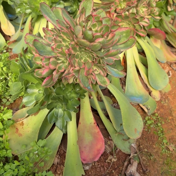 粉冠嫁接捧花啊啊