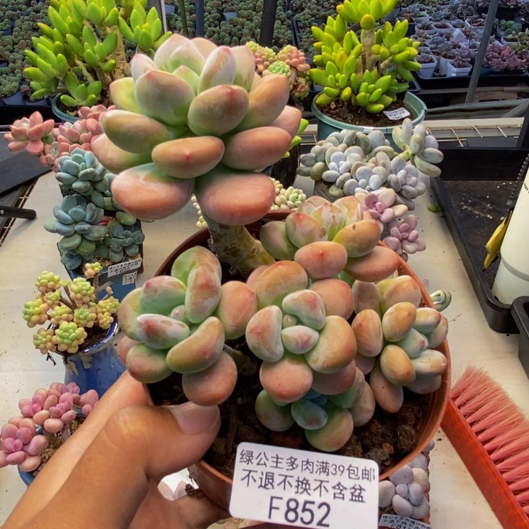 852樱花洛神多肉9c m