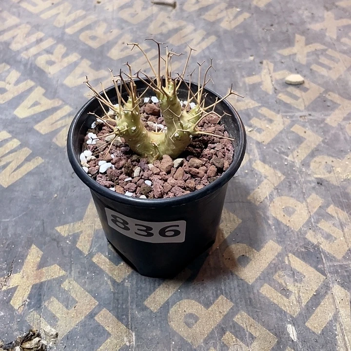 透***性836黑鬼殿厚墩菊块根