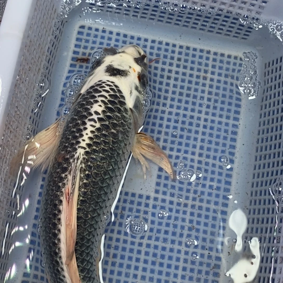 锦鲤冷水锦鲤包邮