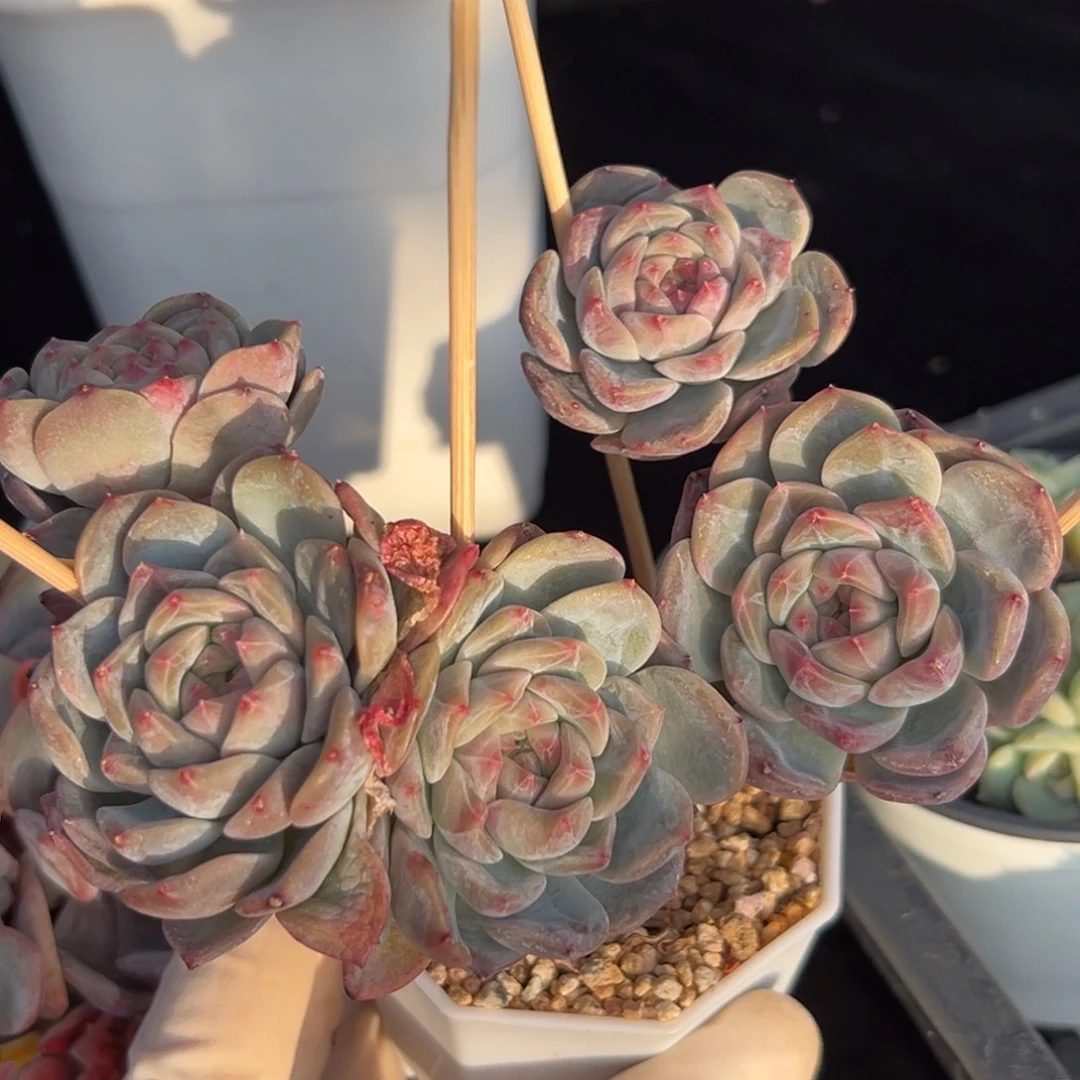 新年快乐 新年快乐