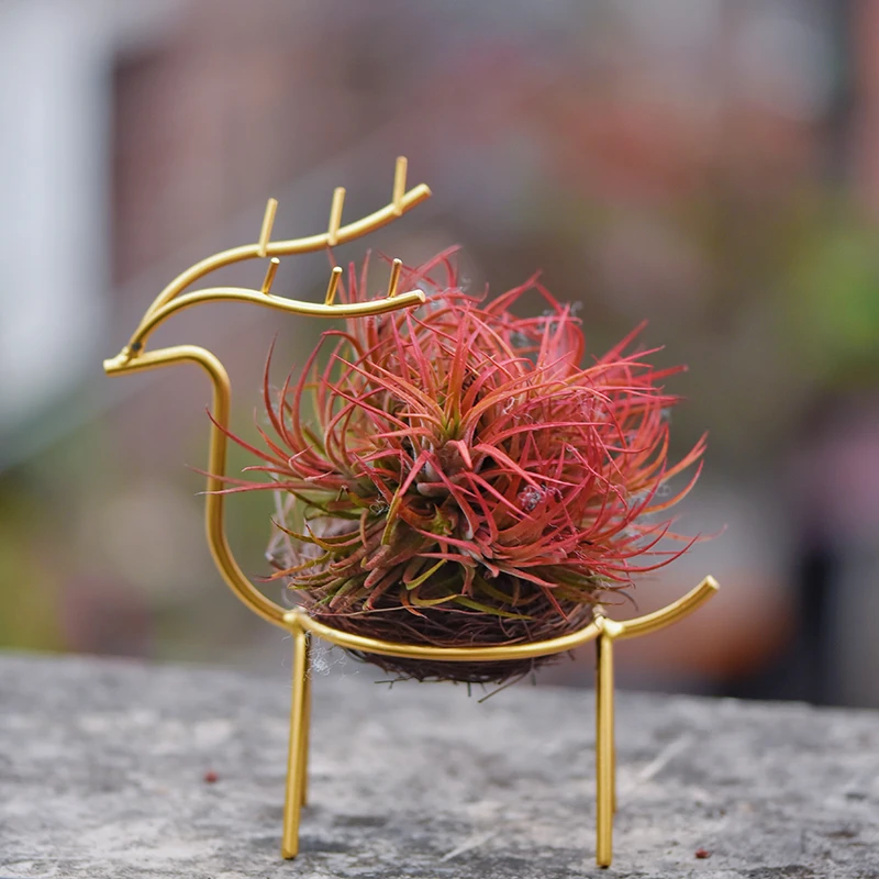 空气凤梨无土植物办公桌绿植工位无土栽培喷水就活懒人创意盆栽花