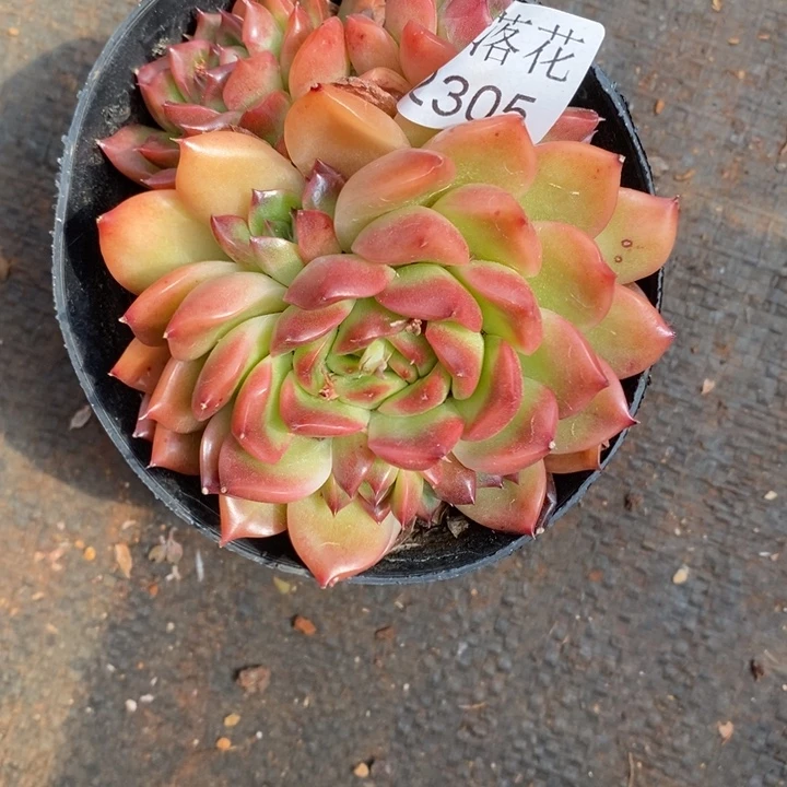 冉**精品多肉植物2305