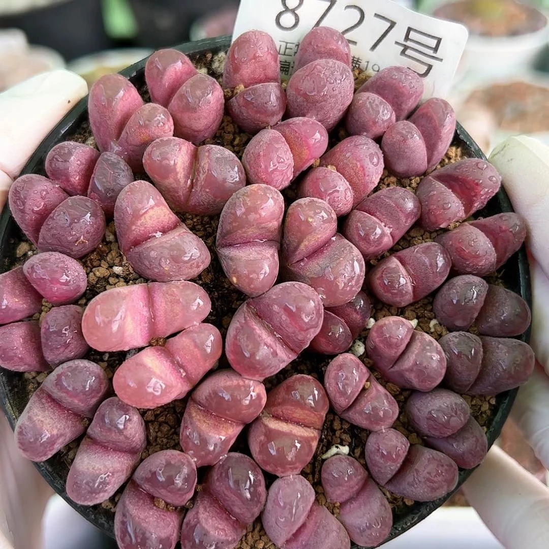 8727红大内双头加三头群组合9cm盆