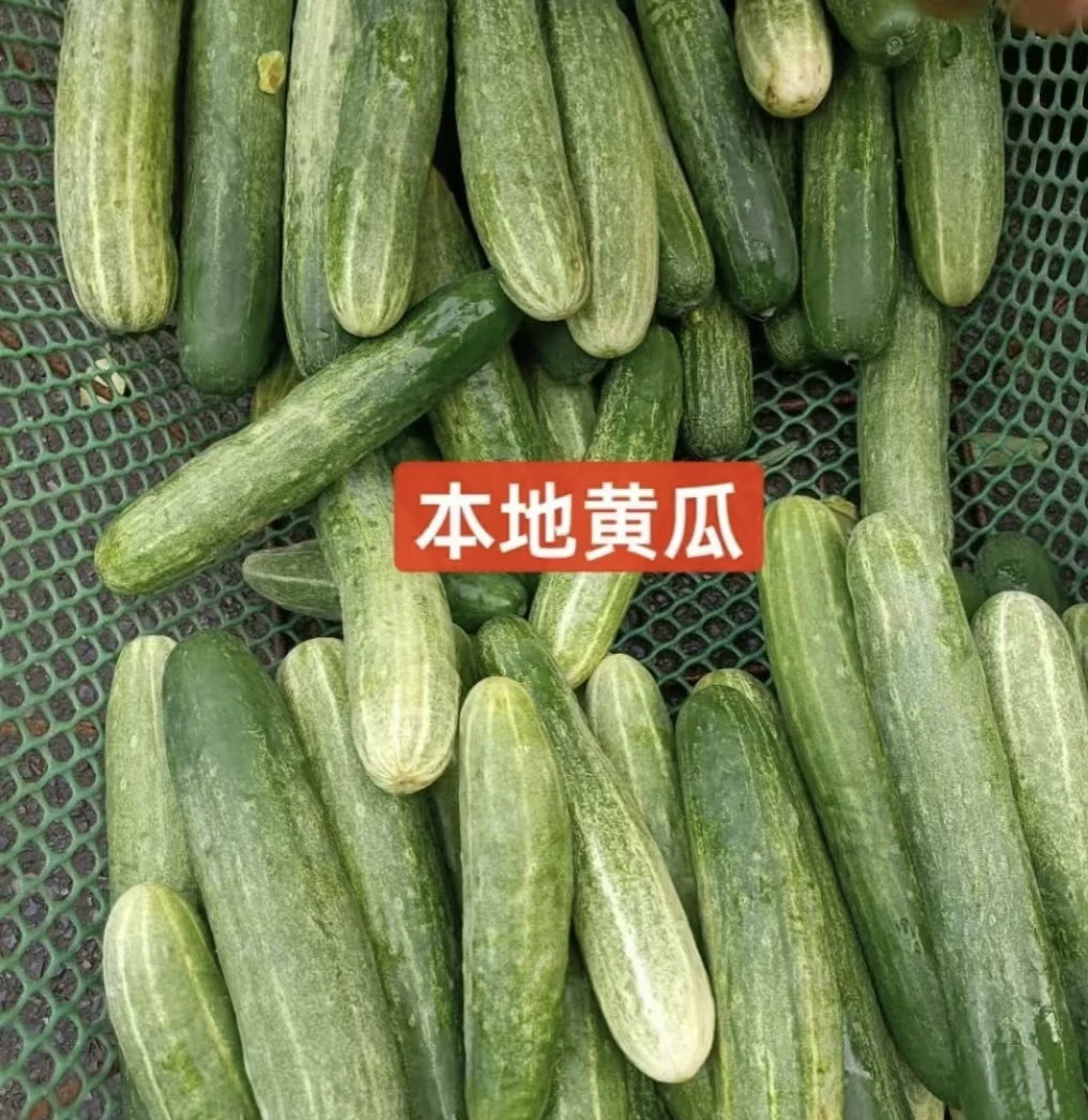 【湘西二姐】湖南露天新鲜现摘现发老品种黄瓜