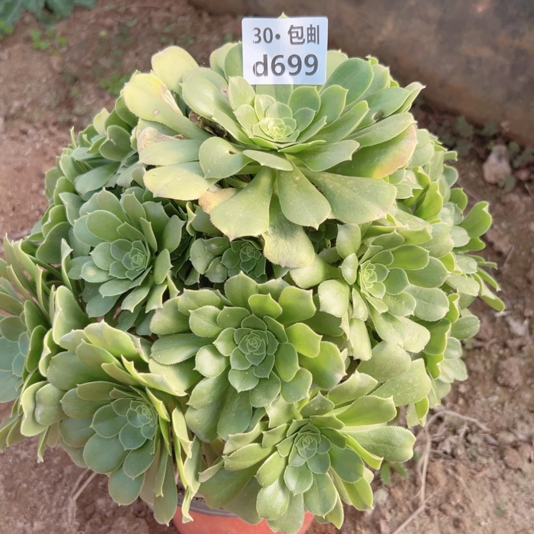 699绿杨蓉多肉法师