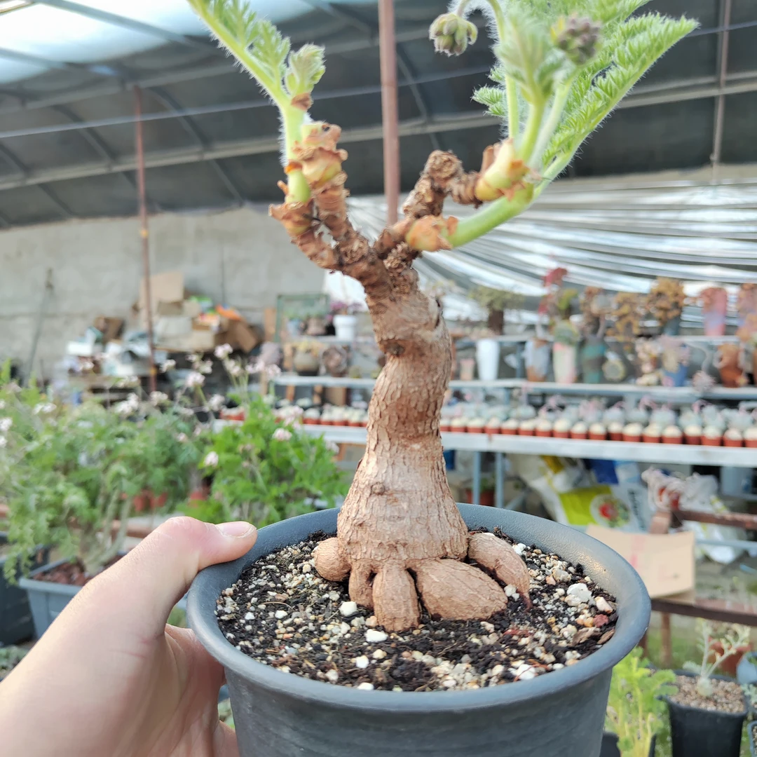 枯木洋葵 羽叶洋葵T 块根多肉植物 一物一拍 园艺株