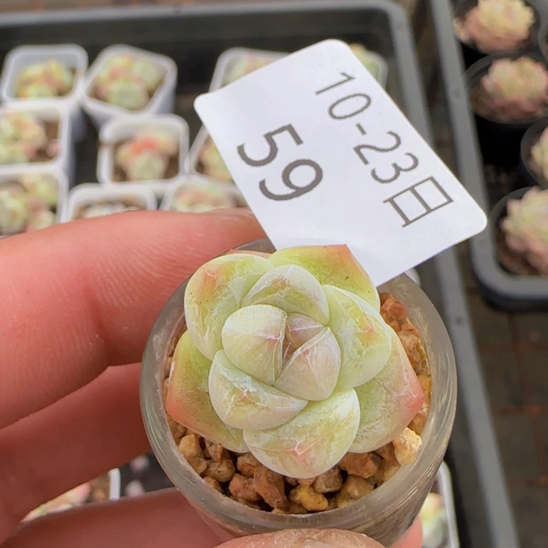 冰玉单头一颗脱土发货