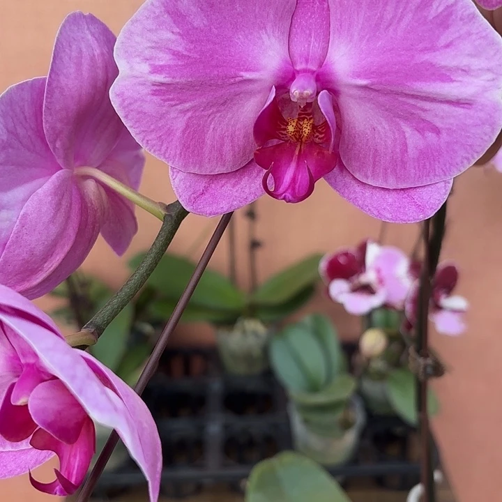 晴***恬完全开放040蝴蝶兰变异