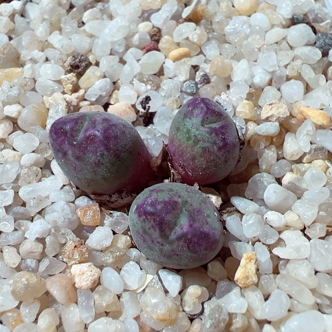 1212-615多肉多日sb632