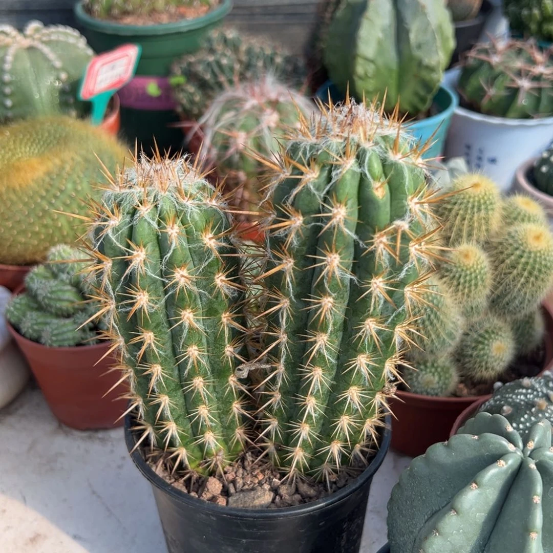 青衣柱随机一颗。