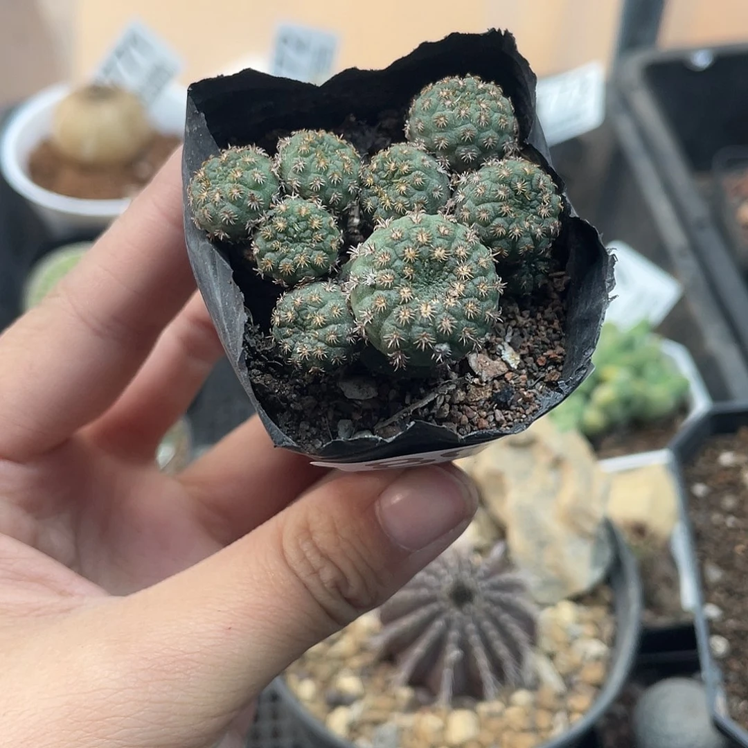 801豹之子（满18元包邮）