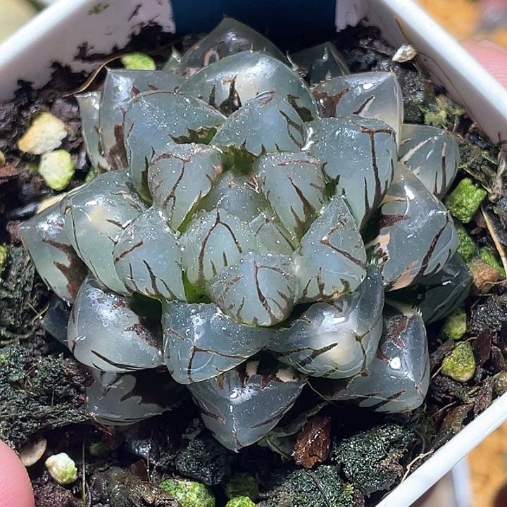 799灯芯水中月特选福利
