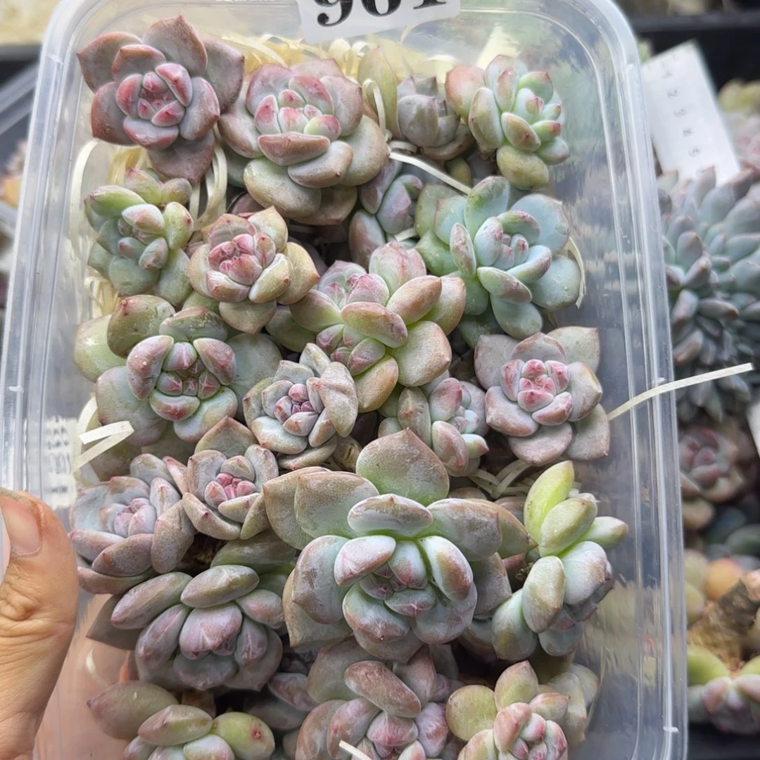 星影25颗一物一拍961