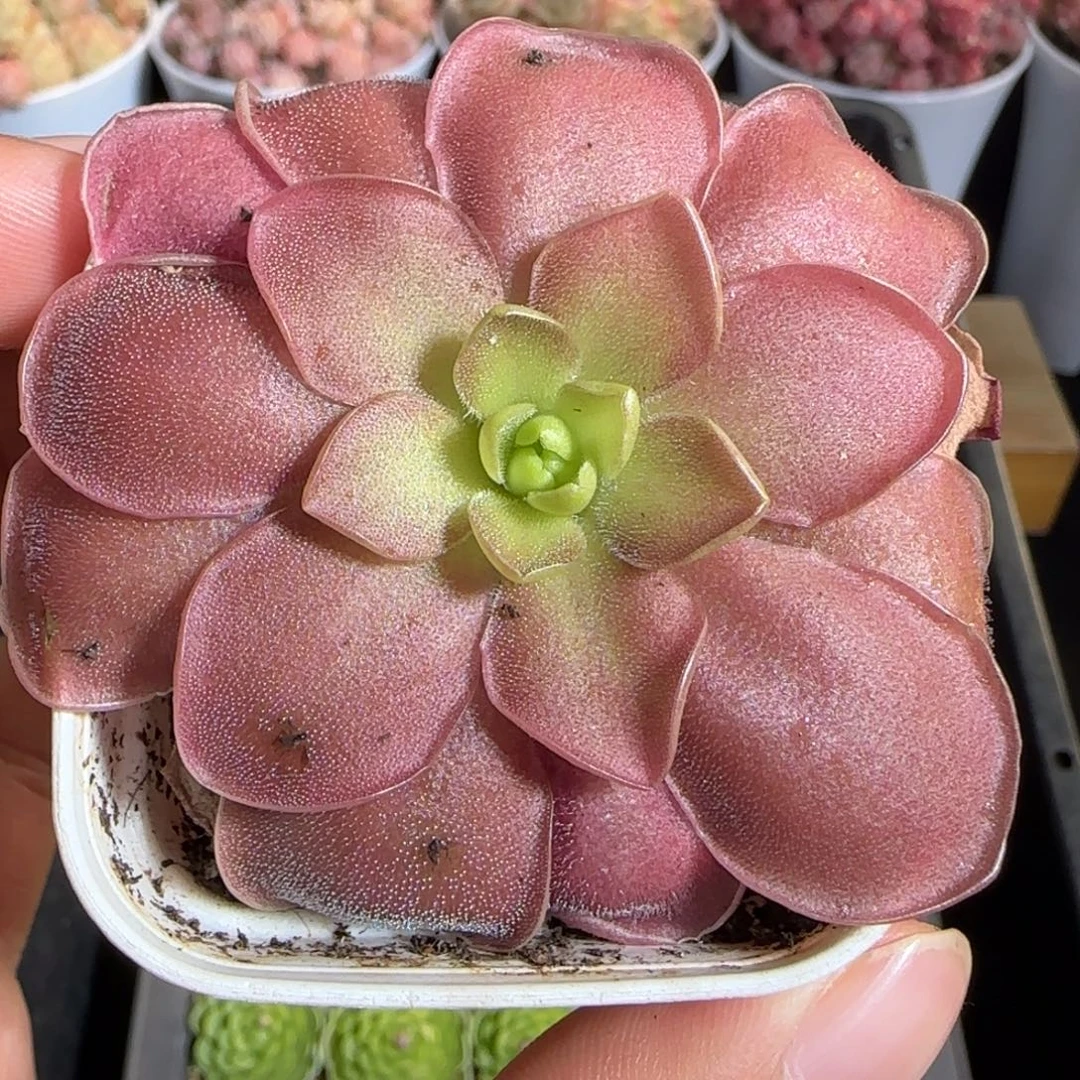 多肉1222-188赛题捕虫堇