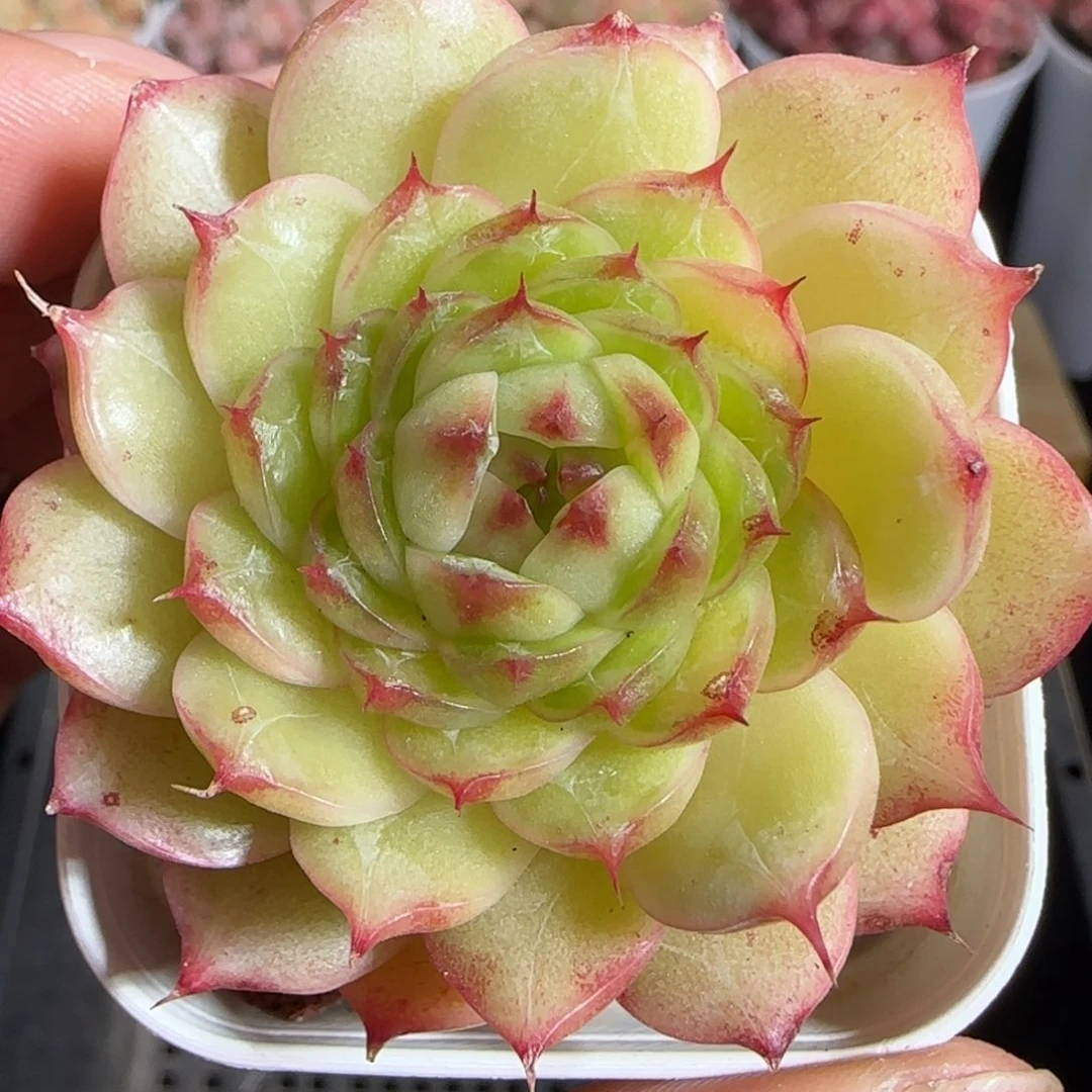 多肉1222-206海心